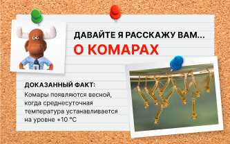 Когда появляются комары? Когда появляются комары?