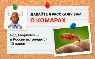 Малярийные комары, или анофелесы Малярийные комары, или анофелесы